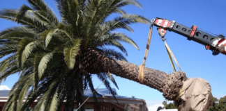 Knowing Tree Removal and Some Chances to Save it If Possible palm tree removal