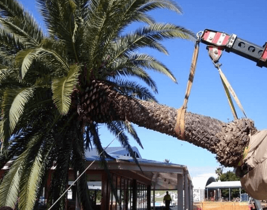 Knowing Tree Removal and Some Chances to Save it If Possible palm tree removal