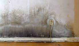 Beware: Molds at Home Could Be More Dangerous to Your Health Than What You Think Molds at Home