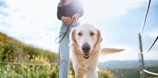 Is Your Dog Eating Its Owner’s Bread?