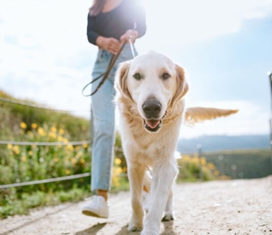 Is Your Dog Eating Its Owner’s Bread?