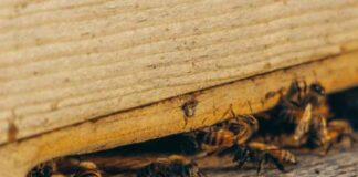 Weather and Pests Problems: How Are They Related? Weather and Pests Problems