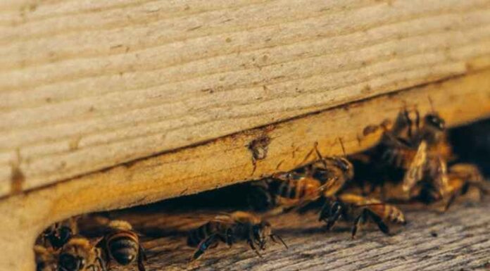 Weather and Pests Problems: How Are They Related? Weather and Pests Problems