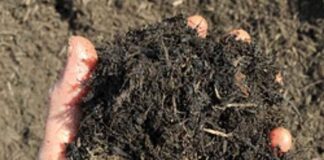 Tips for the Novice Gardener Tips for the Novice Gardener