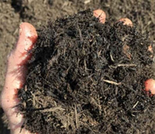 Tips for the Novice Gardener Tips for the Novice Gardener