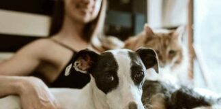 Moving Your Pets to a New Home Moving Your Pets to a New Home