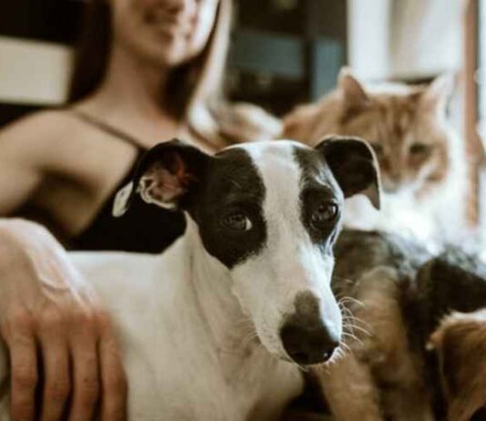 Moving Your Pets to a New Home Moving Your Pets to a New Home