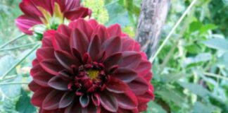 ‘N’ Letter Flower: List 10 beautiful flowers that start with the letter ‘N’! 'N' Letter Flower