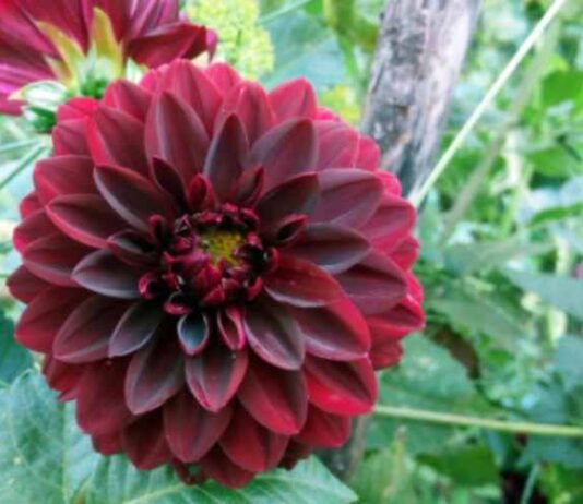 ‘N’ Letter Flower: List 10 beautiful flowers that start with the letter ‘N’! 'N' Letter Flower