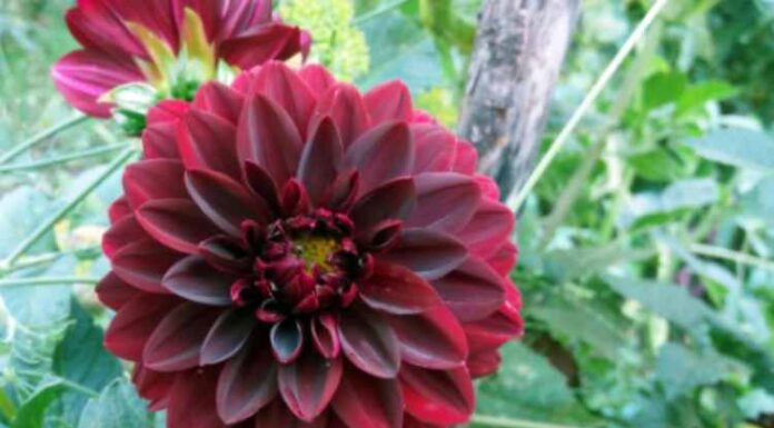 ‘N’ Letter Flower: List 10 beautiful flowers that start with the letter ‘N’! 'N' Letter Flower