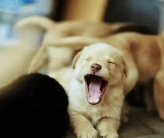 Why Yawns Are Contagious: What Psychology Says, How the Brain Works, and Why Even Dogs Catch Yawns Why Yawns Are Contagious