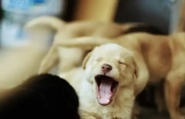 Why Yawns Are Contagious: What Psychology Says, How the Brain Works, and Why Even Dogs Catch Yawns Why Yawns Are Contagious