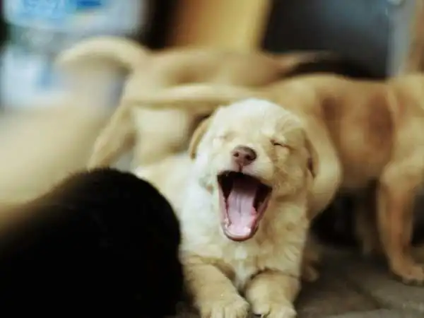 Why Yawns Are Contagious